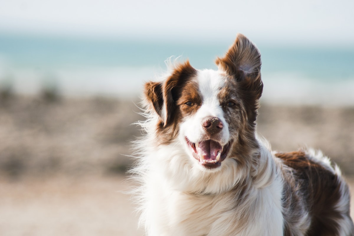 A dog in soft natural light, used as a calm visual layer for senior pet care